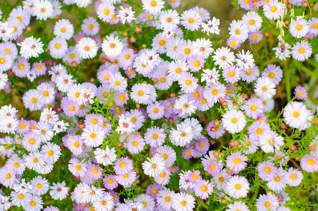 Photo daisy flowers