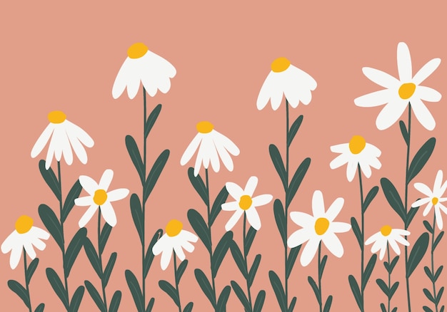 daisy flowers