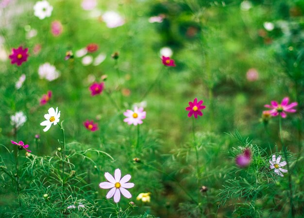 Daisy garden gardening flowers and nature styled concept