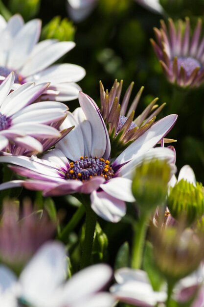 Foto margherita nel giardino