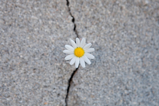 Daisy geboren uit een scheur in het asfalt