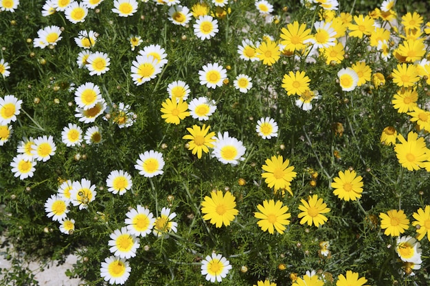 Daisy gele en witte bloemen in tuin