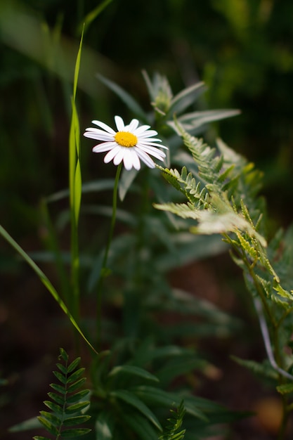 On the daisy gets a ray of sunlight. Little flowers field in the morning sunshine of summer. Abstract nature background with wild flowers. Macro, selective focus.