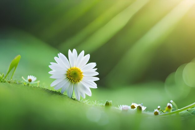 a daisy in the grass with the sun behind it.