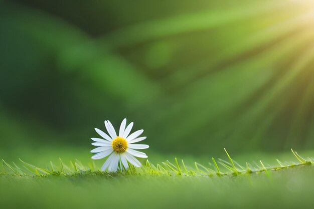 A daisy in the grass with the sun behind it