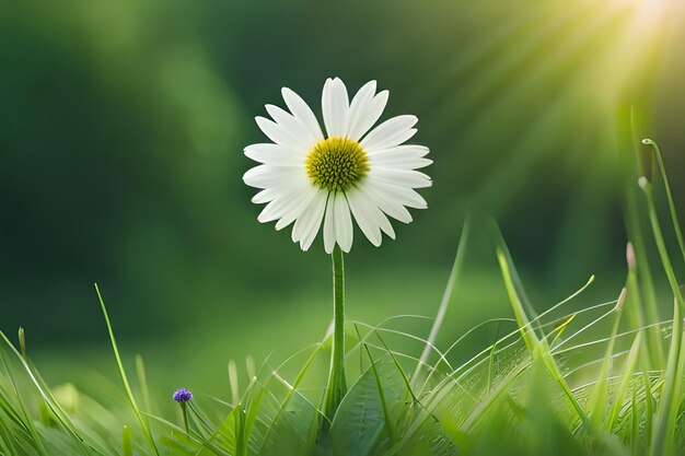 A daisy in the grass with the sun behind it