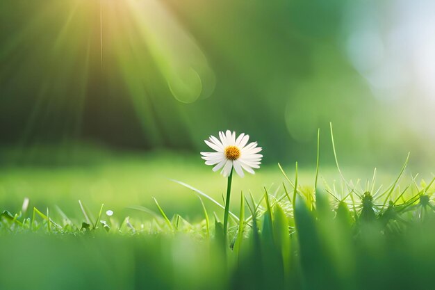 A daisy in the grass with the sun shining through the background