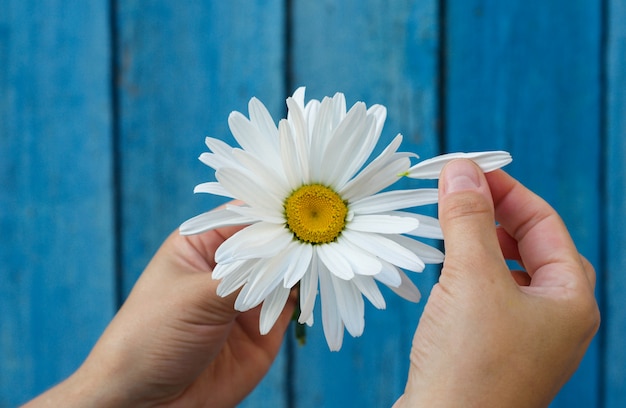 Daisy hoofd in menselijke handen