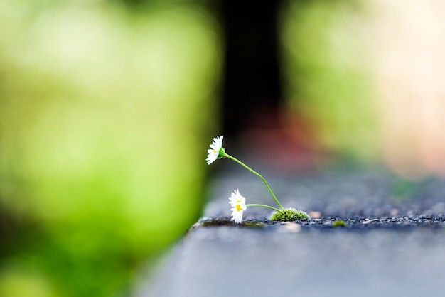 Daisy in de gebarsten grond