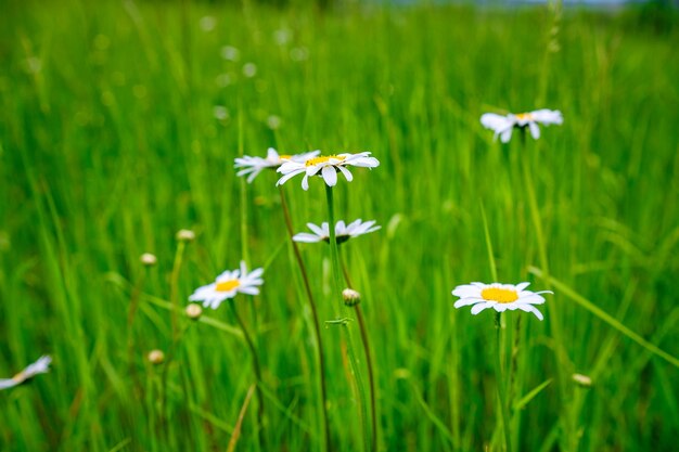 Daisy in de wind in close-up