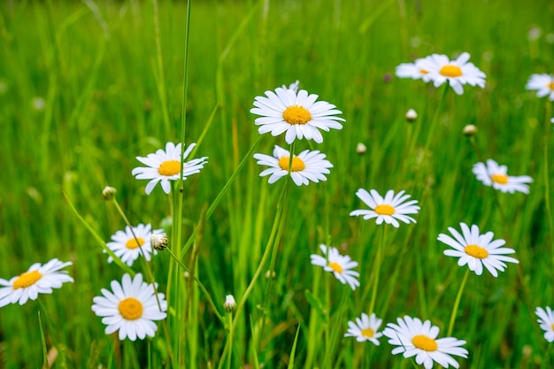 Daisy in de wind in close-up