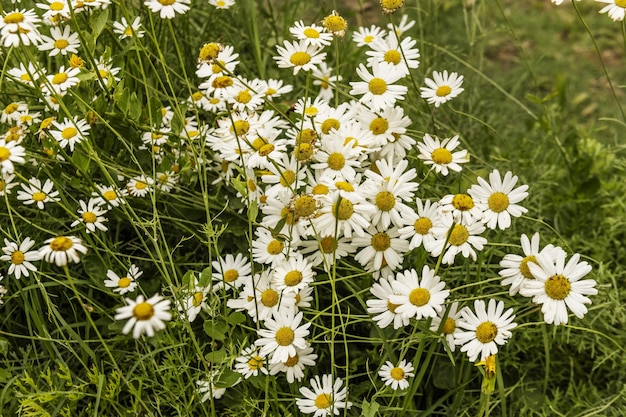 The daisy is edible The leaves have been eaten