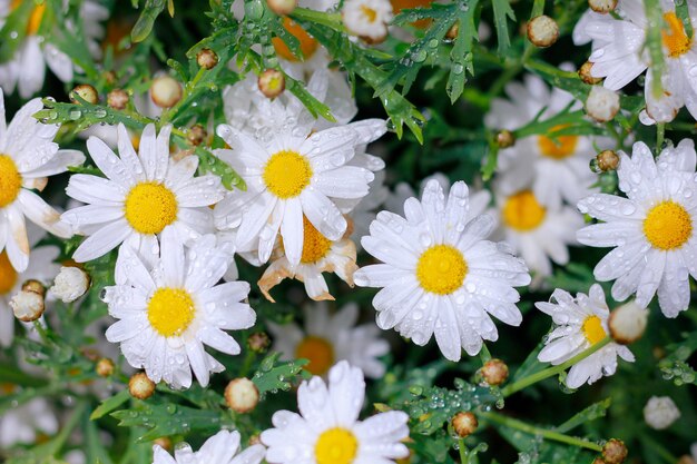 Daisy is een bloem in de regen