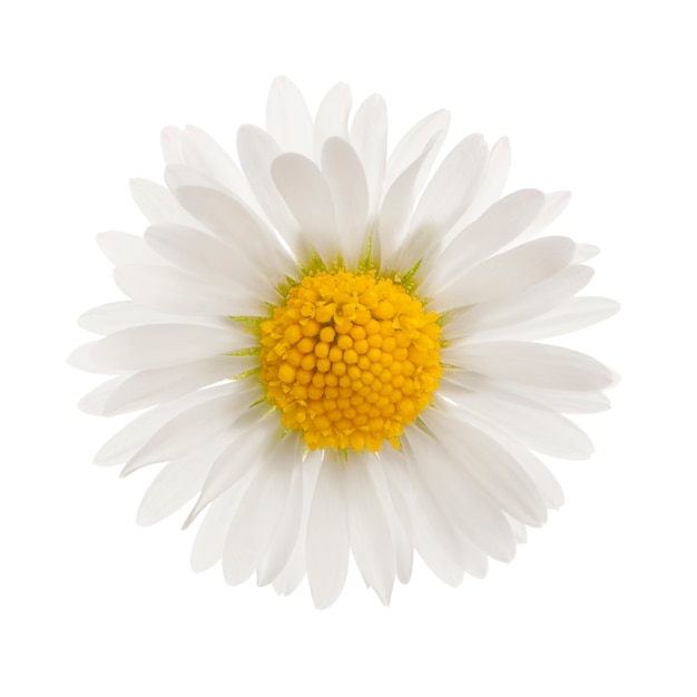 Daisy isolated on white