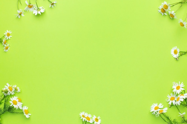 Daisy kamille bloemen op groene achtergrond met kopie ruimte