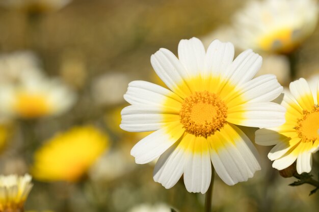 daisy macro photo