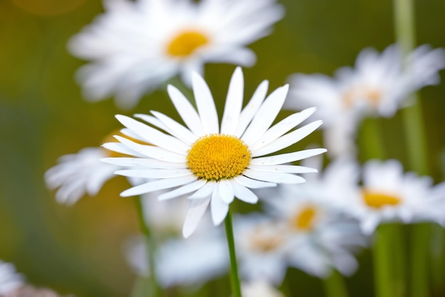 Daisy Marguerite A closeup view of a daisy with long leaves yellow in the center of it and with a stem Group of white flowers shining in the sunlight Chamomiles flower in the meadow