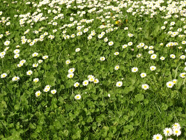 Daisy meadow background