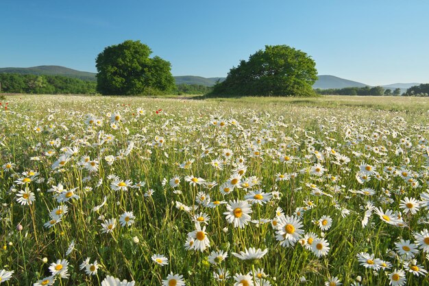 Daisy meadow at day