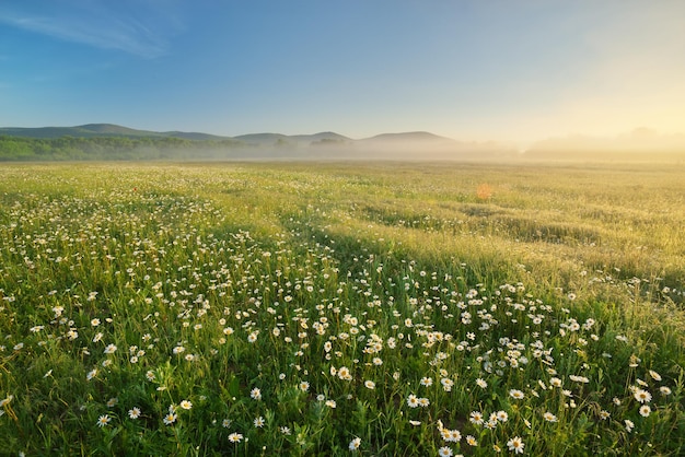 Daisy meadow on foggy morning