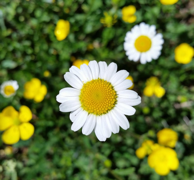 Foto margherita in un prato di fiori gialli