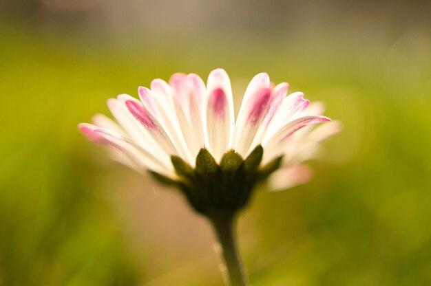 Daisy met veel bokeh op een weide helder onscherp op de bloem