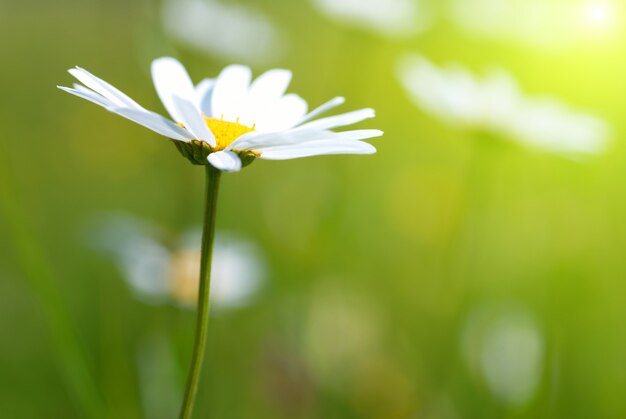 Daisy op het veld met groen gras