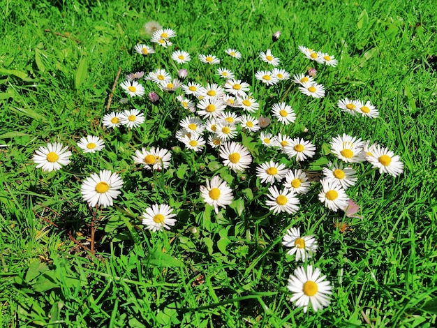 Photo daisy or oxeye daisy bellis is a genus of perennial plants from the asteraceae family small herbaceous plants daisy perennial bellis perennis green meadow or lawn