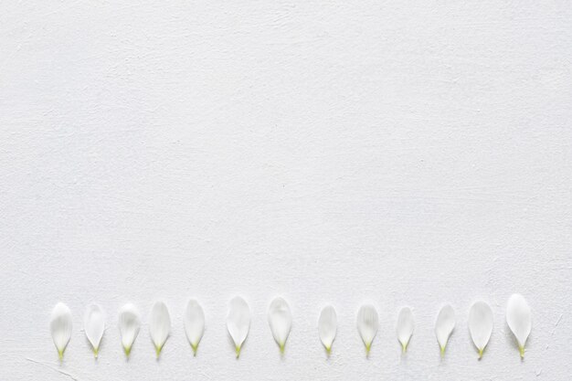 Daisy petals row on white background.