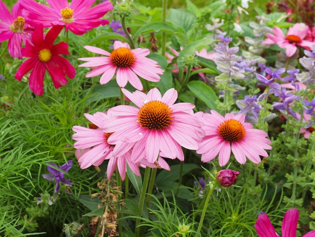 デイジー植物（Bellis perennis）ピンクの花