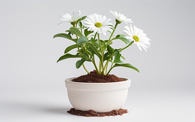 Daisy Plant on a White Background