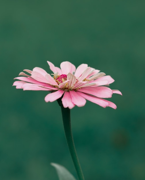 Daisy roze bloem