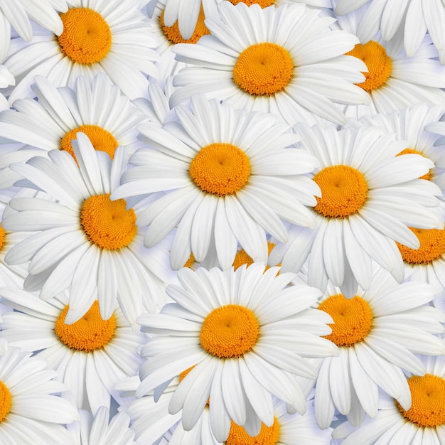 Daisy seamless pattern