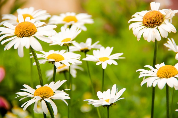 Daisy veld bloeien. close-up van kamille.