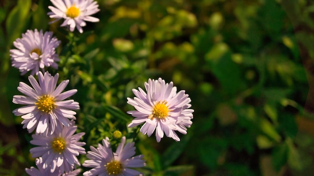 Daisy veld met veel bokeh op een weide veel bloemen in grondweergave