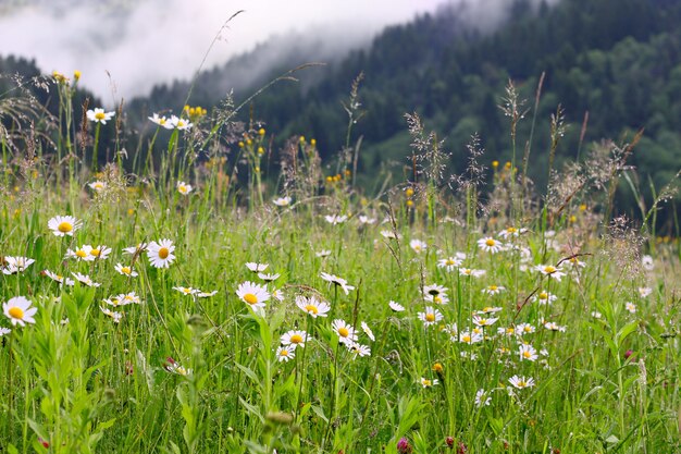 Daisy weide en bergen op de achtergrond