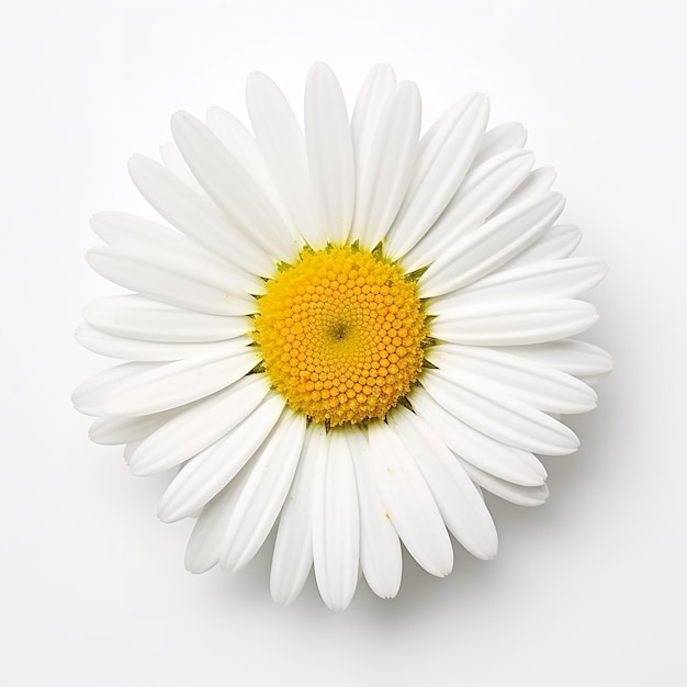 daisy white background isolated