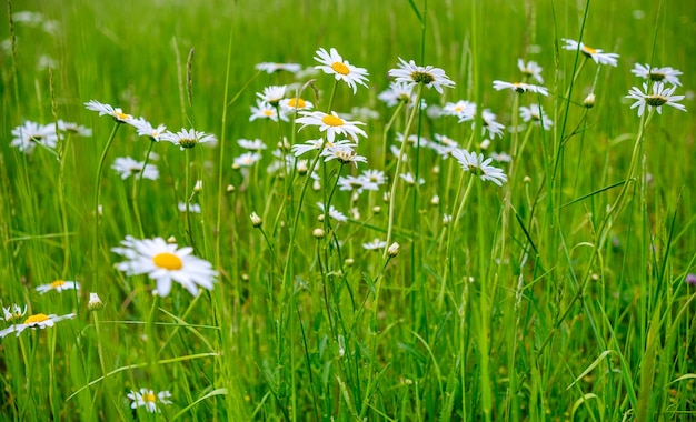 Daisy nel vento in primo piano piante di camomilla tranquillo sfondo naturale