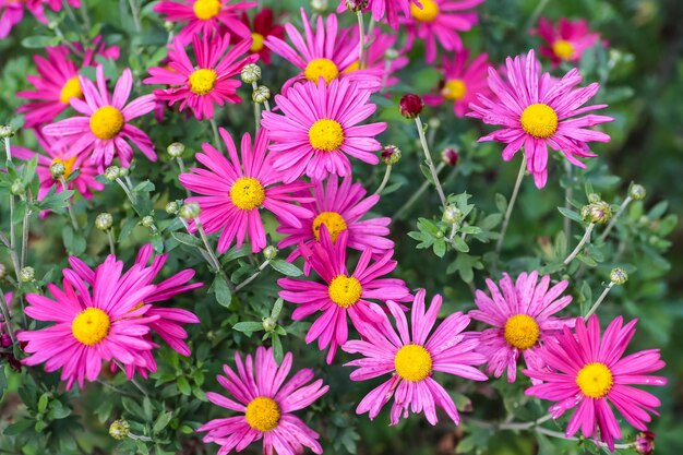 紫の花びらを持つデイジーが庭から生えています