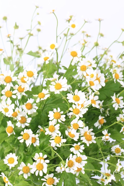 Daisy with soft focus on white background