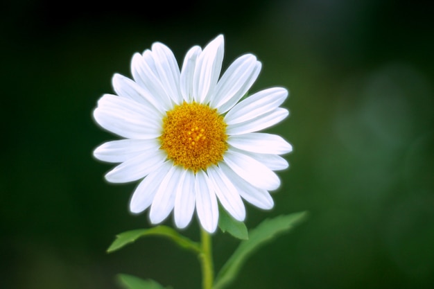 Daisy with white petals in the meadow