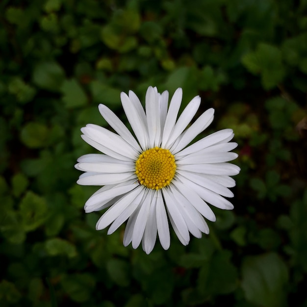 daisy