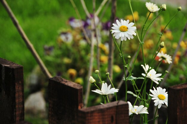 Foto daisybloemen bloeien bij een houten hek in de achtertuin