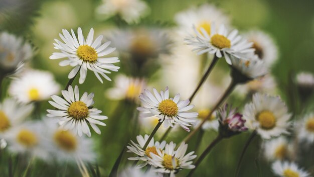 Photo daisys in sunlight ganseblumchen im sonnenlicht