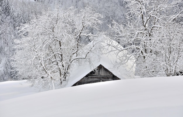 Dak van een huisje tussen twee bomen bedekt met sneeuw in alpine berg