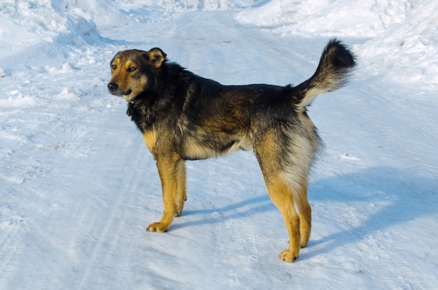 Foto dakloze bastaard in de winter in de kou