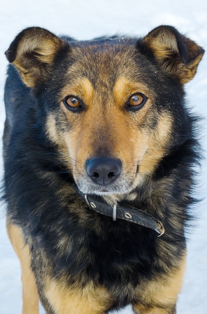 Foto dakloze bastaard in de winter in de kou