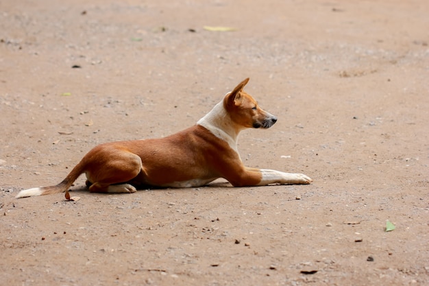 Dakloze en hongerige hond