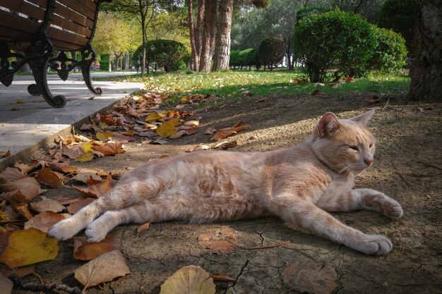 Dakloze gember mooie kat in park