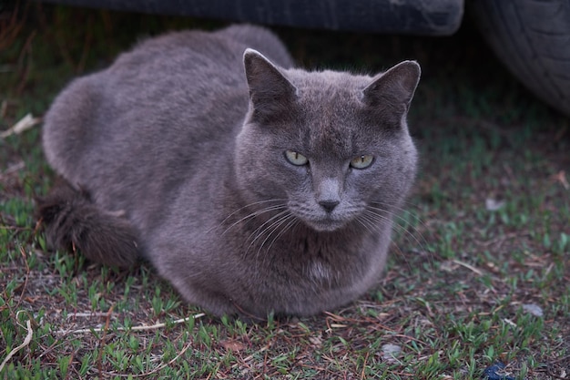 dakloze grijze kat op vakantie